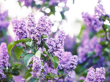 Menekşe leylak bush bahar zaman güneş ışığı ile çiçek açmış. Çiçek açması ve menekşe mor eflatun çiçekler. Bahar mevsimi, Doğa arka plan