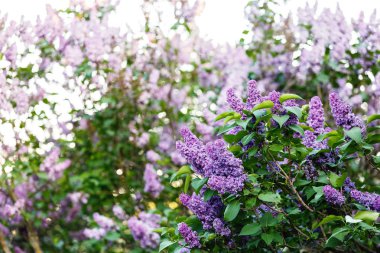 Menekşe leylak bush bahar zaman güneş ışığı ile çiçek açmış. Çiçek açması ve menekşe mor eflatun çiçekler. Bahar mevsimi, Doğa arka plan