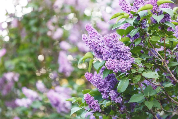 Blooming Violet Lilac Bush Spring Time Sunlight Blossoming Purple Violet — Stock Photo, Image