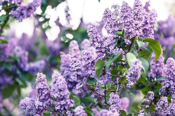 Blooming Violet Lilac Bush Spring Time Sunlight Blossoming Purple Violet — Stock Photo, Image