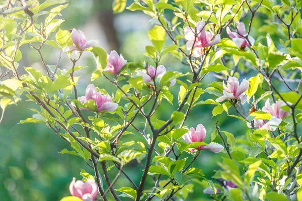 Violet pink magnolia flowers. Amazing pink magnolia background Beautiful blossomed magnolia branch in spring. Magnolia flower blooming tree. Nature, spring background
