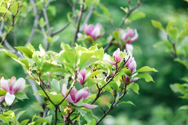 Violet pink magnolia flowers. Amazing pink magnolia background Beautiful blossomed magnolia branch in spring. Magnolia flower blooming tree. Nature, spring background
