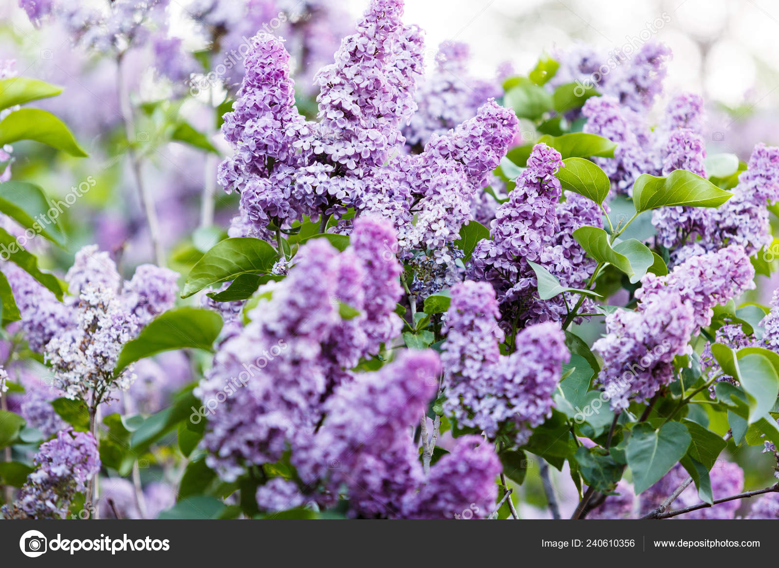 Get Blooming Violet Lilac Bush Spring Time Sunlight Blossoming Purple For Android Free Get Wallpaper Blooming Violet Lilac Bush Spring Time Sunlight Blossoming Purple For Free