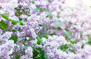 Menekşe leylak bush bahar zaman güneş ışığı ile çiçek açmış. Çiçek açması ve menekşe mor eflatun çiçekler. Bahar mevsimi, Doğa arka plan