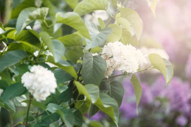 Bahçede güzel beyaz ortanca çiçekler