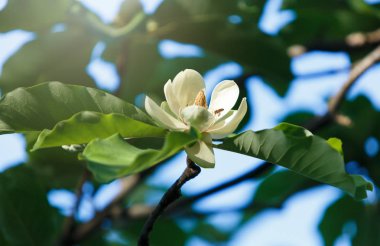 Manolya çiçek beyaz. Güzel çiçek Manolya şubesine bahar. Manolya çiçek çiçek açan ağaç. Doğa, bahar arka plan