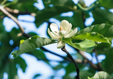 Manolya çiçek beyaz. Güzel çiçek Manolya şubesine bahar. Manolya çiçek çiçek açan ağaç. Doğa, bahar arka plan