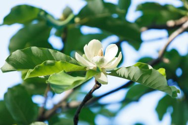 Manolya çiçek beyaz. Güzel çiçek Manolya şubesine bahar. Manolya çiçek çiçek açan ağaç. Doğa, bahar arka plan