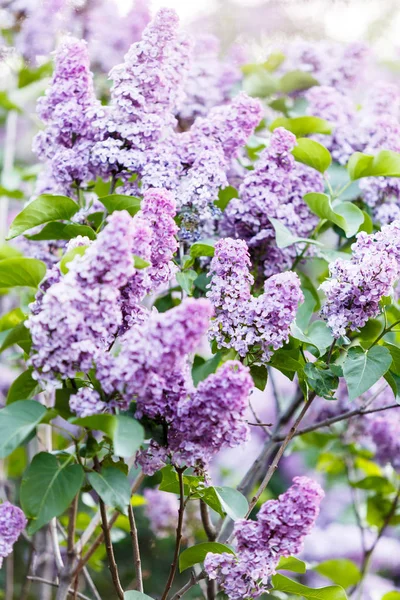 햇빛에 바이올렛 라일락 부시를 만발한 보라색과 바이올렛 라일락 꽃입니다 — 스톡 사진