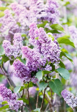 Menekşe leylak bush bahar zaman güneş ışığı ile çiçek açmış. Çiçek açması ve menekşe mor eflatun çiçekler. Bahar mevsimi, Doğa arka plan