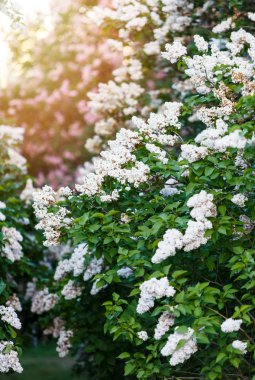 Menekşe leylak bush bahar zaman güneş ışığı ile çiçek açmış. Çiçek açması ve menekşe mor eflatun çiçekler. Bahar mevsimi, Doğa arka plan