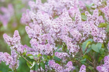 Menekşe leylak bush bahar zaman güneş ışığı ile çiçek açmış. Çiçek açması ve menekşe mor eflatun çiçekler. Bahar mevsimi, Doğa arka plan
