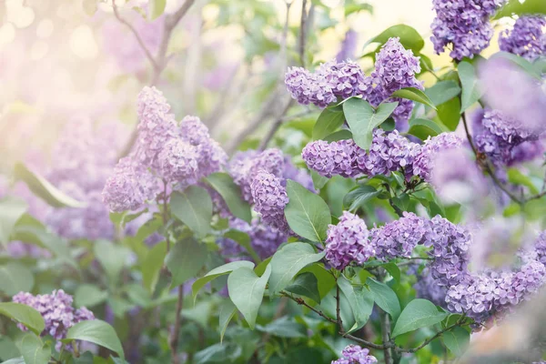 Blooming Violet Lilac Bush Spring Time Sunlight Blossoming Purple Violet — Stock Photo, Image