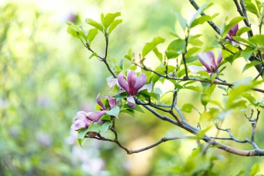 Mor Pembe Manolya çiçek güneş ışığı ile kapatın. Güzel çiçek dalları bahar yeşil yaprakları ile. Manolya çiçek çiçek açan ağaç. Doğa, bahar arka plan