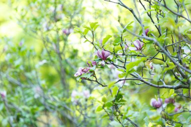 Mor Pembe Manolya çiçek güneş ışığı ile kapatın. Güzel çiçek dalları bahar yeşil yaprakları ile. Manolya çiçek çiçek açan ağaç. Doğa, bahar arka plan