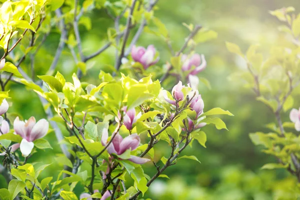 Feche Flores Magnólia Rosa Violeta Com Luz Solar Belos Ramos — Fotografia de Stock