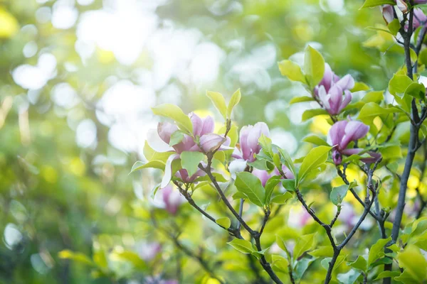 Feche Flores Magnólia Rosa Violeta Com Luz Solar Belos Ramos — Fotografia de Stock