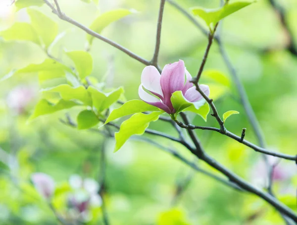 Close up violet pink magnolia flowers with sunlight. Beautiful blossomed branches with green leaves in spring. Magnolia flower blooming tree. Nature, spring background