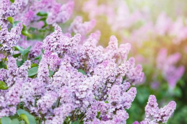 Güneş ışığı ile bahar zamanında çiçeklenme pembe menekşe Lila Bush. Mor ve menekşe Lila çiçekleri çiçekleme. Bahar sezonu, Doğa arka plan