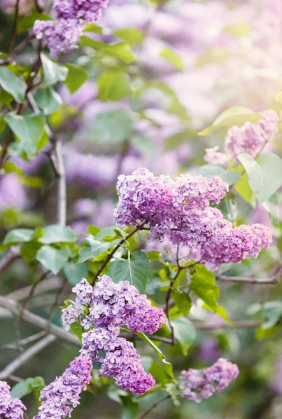 Floreciente Arbusto Rosa Violeta Lila Primavera Con Luz Solar Flores — Foto de Stock