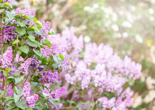 Blooming Pink Violet Lilac Bush Spring Time Sunlight Blossoming Purple — Stock Photo, Image