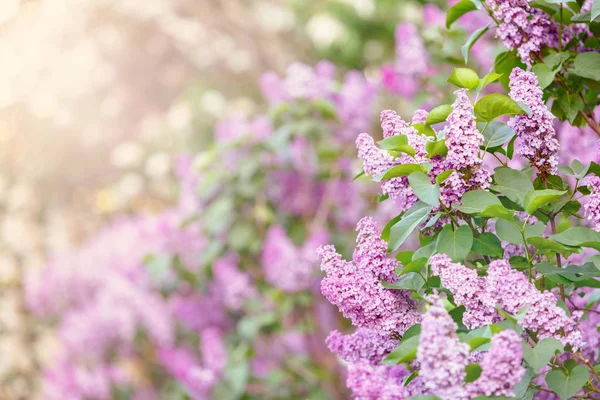 Blooming Pink Violet Lilac Bush Spring Time Sunlight Blossoming Purple — Stock Photo, Image