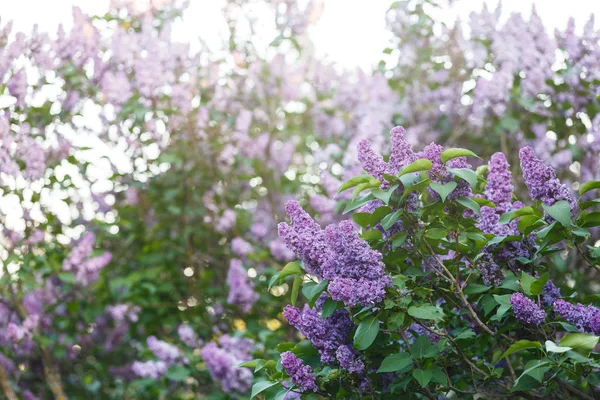 Blooming Pink Violet Lilac Bush Spring Time Sunlight Blossoming Purple — Stock Photo, Image