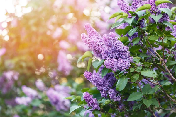 Güneş ışığı ile bahar zamanında çiçeklenme pembe menekşe Lila Bush. Mor ve menekşe Lila çiçekleri çiçekleme. Bahar sezonu, Doğa arka plan