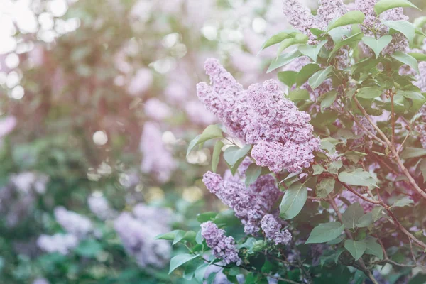 Floreciente Arbusto Rosa Violeta Lila Primavera Con Luz Solar Flores — Foto de Stock