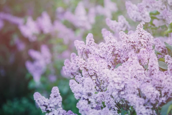 Floreciente Arbusto Rosa Violeta Lila Primavera Con Luz Solar Flores — Foto de Stock