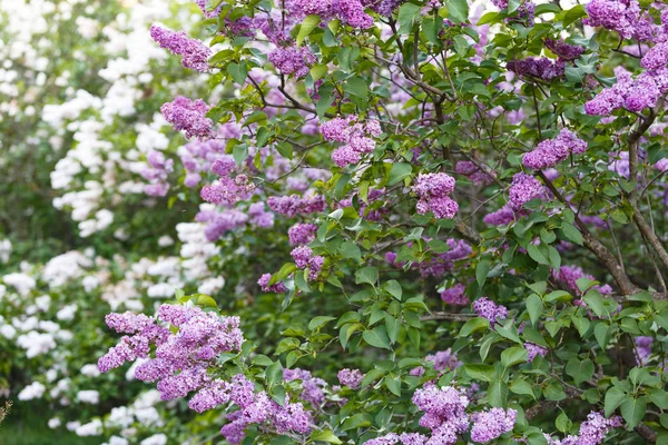 Floreciente Arbusto Rosa Violeta Lila Primavera Con Luz Solar Flores — Foto de Stock