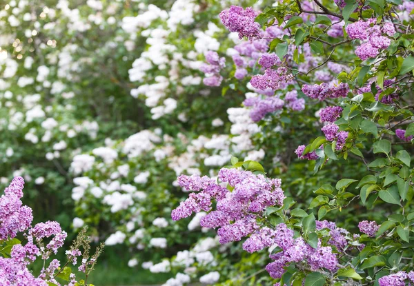 Blühende Rosa Violette Fliederbüsche Zur Frühlingszeit Mit Sonnenlicht Blühende Lila — Stockfoto