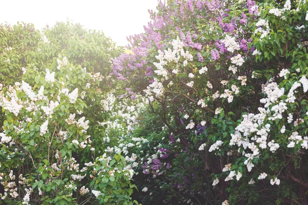 Floreciente Arbusto Rosa Violeta Lila Primavera Con Luz Solar Flores — Foto de Stock