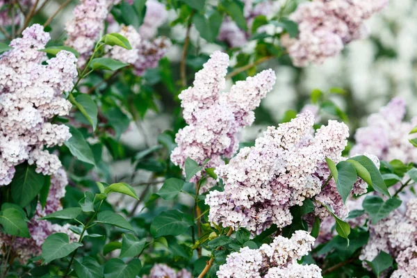 시간에 햇빛을 바이올렛 라일락 자주색 보라색과 보라색 라일락 꽃입니다 — 스톡 사진