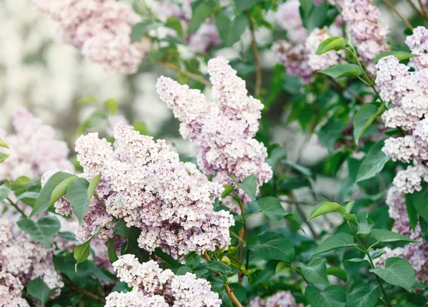 Blooming Pink Violet Lilac Bush Spring Time Sunlight Blossoming Purple — Stock Photo, Image