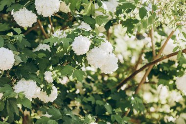 Çalılıklarda güzel beyaz çiçekler