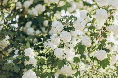 Çalılıklarda güzel beyaz çiçekler