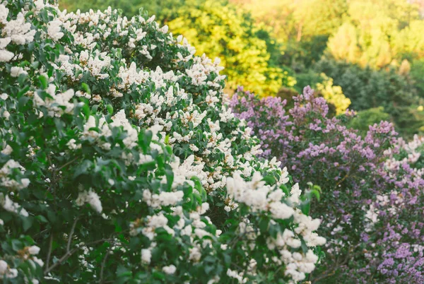 Floreciente Arbusto Rosa Violeta Lila Primavera Con Luz Solar Flores — Foto de Stock