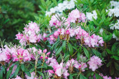 Renkli pembe açelya Çiçek bahçesinde. Bahar güneş ışığı, parlak açelya çiçek açan çalılar. Doğa, bahar çiçekleri arka plan
