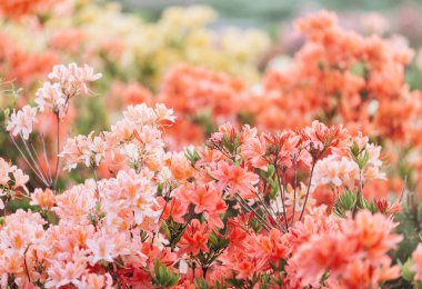 Colorful coral azalea flowers in garden. Blooming bushes of bright azalea at spring sunlight. Nature, spring flowers background clipart