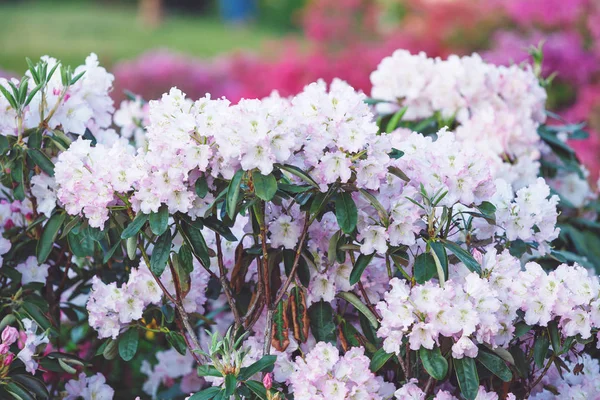 Kolorowe Przetargu Azalia Fioletowe Kwiaty Ogrodzie Kwitnące Krzewy Jasne Azalea — Zdjęcie stockowe