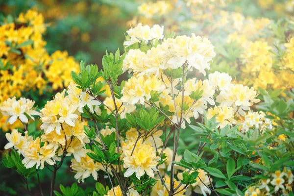 정원에서 화려한 노란색 진달래 꽃입니다 햇빛에 진달래의 — 스톡 사진