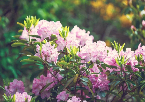 Coloridas Flores Azalea Rosa Jardín Arbustos Florecientes Azalea Brillante Luz — Foto de Stock