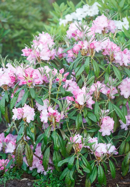 Flores Azálea Rosa Coloridas Jardim Arbustos Florescentes Azálea Brilhante Luz — Fotografia de Stock