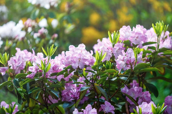 다채로운 부드러운 보라색 진달래 정원에서 햇빛에 진달래의 — 스톡 사진