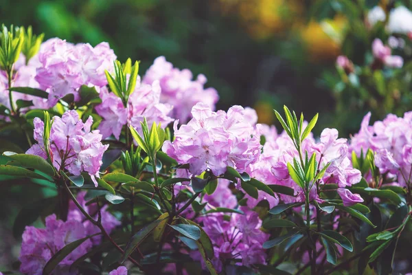 Coloridas Tiernas Flores Azalea Violeta Jardín Arbustos Florecientes Azalea Brillante — Foto de Stock