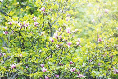 Sunlights altında bahçede yeşil yaprakları ile ihale pembe Manolya çiçek. Manolya ağaçları parkta. Bahar, doğa arka plan