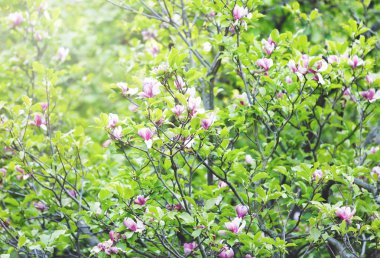 Sunlights altında bahçede yeşil yaprakları ile ihale pembe Manolya çiçek. Manolya ağaçları parkta. Bahar, doğa arka plan