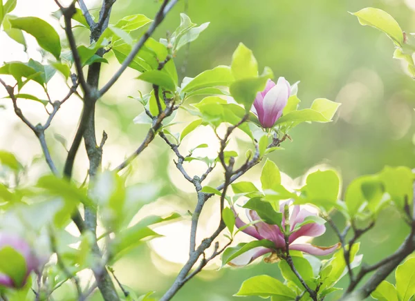 Flor Magnólia Rosa Macia Com Folhas Verdes Jardim Sob Luzes — Fotografia de Stock