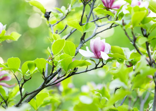 Tender pink magnolia flowers with green leaves in the garden under sunlights. Magnolia trees in the park. Spring, nature background